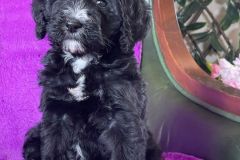 berlin-bernedoodle-male-standard-size-3-months-black-with-white-marks-vaccinated-potty-crate-trained-7