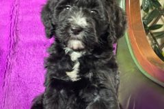 berlin-bernedoodle-male-standard-size-3-months-black-with-white-marks-vaccinated-potty-crate-trained-8
