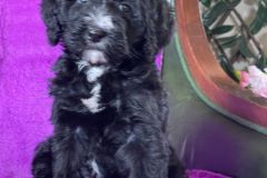 berlin-bernedoodle-male-standard-size-3-months-black-with-white-marks-vaccinated-potty-crate-trained-9