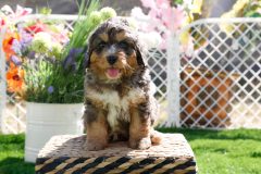 Bernedoode-Male-Merle-Tri-Colour-0623-1449_01
