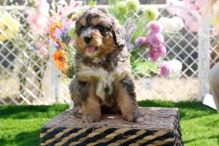 Bernedoode-Male-Merle-Tri-Colour-0623-1449_02