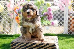 Bernedoode-Male-Merle-Tri-Colour-0623-1449_03