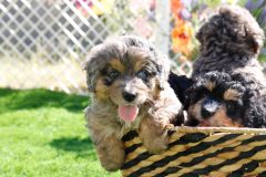 Bernedoode-Male-Merle-Tri-Colour-0623-1449_04