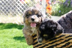Bernedoode-Male-Merle-Tri-Colour-0623-1449_05