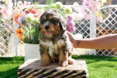 Bernedoode-Male-Merle-Tri-Colour-0623-1449_06