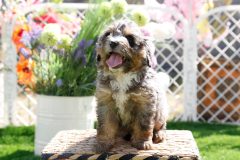 Bernedoode-Male-Merle-Tri-Colour-0623-1449_07