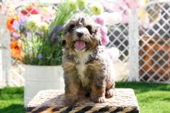 Bernedoode-Male-Merle-Tri-Colour-0623-1449_08