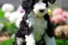 Bernedoodle-Male-Black-Tri-Colour-One-Eye-Blue-Standard-Size-25-Months-0623-07_01