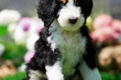 Bernedoodle-Male-Black-Tri-Colour-One-Eye-Blue-Standard-Size-25-Months-0623-07_02