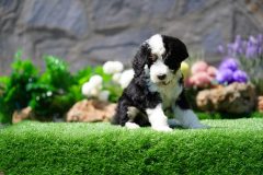 Bernedoodle-Male-Black-Tri-Colour-One-Eye-Blue-Standard-Size-25-Months-0623-07_03