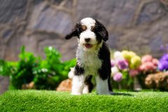 Bernedoodle-Male-Black-Tri-Colour-One-Eye-Blue-Standard-Size-25-Months-0623-07_04
