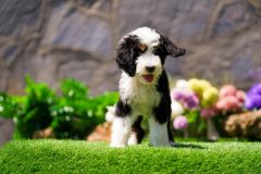 Bernedoodle-Male-Black-Tri-Colour-One-Eye-Blue-Standard-Size-25-Months-0623-07_05