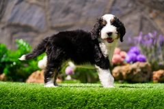 Bernedoodle-Male-Black-Tri-Colour-One-Eye-Blue-Standard-Size-25-Months-0623-07_06