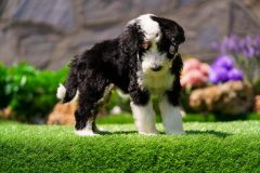 Bernedoodle-Male-Black-Tri-Colour-One-Eye-Blue-Standard-Size-25-Months-0623-07_07