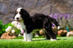 Bernedoodle-Male-Black-Tri-Colour-One-Eye-Blue-Standard-Size-25-Months-0623-07_08