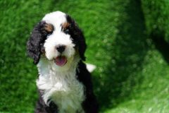 Bernedoodle-Male-Black-Tri-Colour-One-Eye-Blue-Standard-Size-25-Months-0623-07_09
