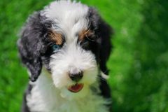 Bernedoodle-Male-Black-Tri-Colour-One-Eye-Blue-Standard-Size-25-Months-0623-07_10
