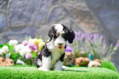 Bernedoodle-Male-Black-Tri-Colour-One-Eye-Blue-Standard-Size-25-Months-0623-07_11