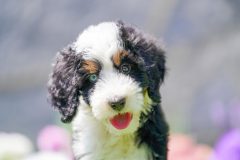 Bernedoodle-Male-Black-Tri-Colour-One-Eye-Blue-Standard-Size-25-Months-0623-07_12
