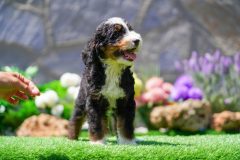 Bernedoodle-Male-Black-Tri-Colour-Standart-Size-25-Months0623-08_01