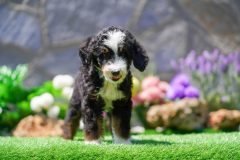 Bernedoodle-Male-Black-Tri-Colour-Standart-Size-25-Months0623-08_02