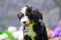 Bernedoodle-Male-Black-Tri-Colour-Standart-Size-25-Months0623-08_03