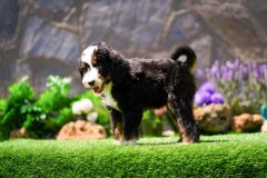 Bernedoodle-Male-Black-Tri-Colour-Standart-Size-25-Months0623-08_04