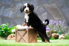 Bernedoodle-Male-Black-Tri-Colour-Standart-Size-25-Months0623-08_05