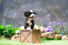 Bernedoodle-Male-Black-Tri-Colour-Standart-Size-25-Months0623-08_06