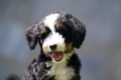 Bernedoodle-Male-Black-Tri-Colour-Standart-Size-25-Months0623-08_07
