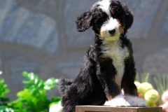 Bernedoodle-Male-Black-Tri-Colour-Standart-Size-25-Months0623-08_08