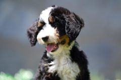 Bernedoodle-Male-Black-Tri-Colour-Standart-Size-25-Months0623-08_10
