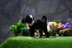 Bernedoodle-Male-Black-Tri-Colour-Standart-Size-25-Months0623-08_11