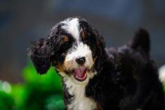 Bernedoodle-Male-Black-Tri-Colour-Standart-Size-25-Months0623-08_12