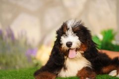 Bernedoodle-Male-Black-Tricolour-Standart-Size-25-Months-0623-06_01