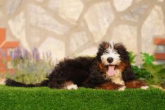 Bernedoodle-Male-Black-Tricolour-Standart-Size-25-Months-0623-06_02