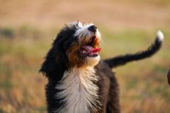 Bernedoodle-Male-Black-Tricolour-Standart-Size-25-Months-0623-06_04