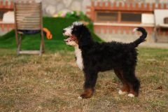 Bernedoodle-Male-Black-Tricolour-Standart-Size-25-Months-0623-06_05