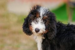 Bernedoodle-Male-Black-Tricolour-Standart-Size-25-Months-0623-06_06