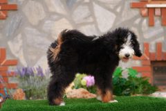 Bernedoodle-Male-Black-Tricolour-Standart-Size-25-Months-0623-06_07
