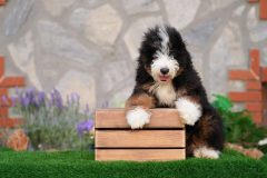 Bernedoodle-Male-Black-Tricolour-Standart-Size-25-Months-0623-06_08