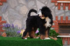 Bernedoodle-Male-Black-Tricolour-Standart-Size-25-Months-0623-06_10