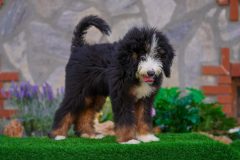 Bernedoodle-Male-Black-Tricolour-Standart-Size-25-Months-0623-06_11