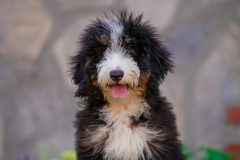 Bernedoodle-Male-Black-Tricolour-Standart-Size-25-Months-0623-06_12