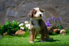 Bernedoodle-Male-Merle-Tri-Colour-One-Eye-Blue-Standart-Size-25-Months-0623-04_01