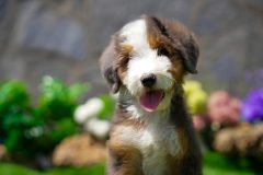 Bernedoodle-Male-Merle-Tri-Colour-One-Eye-Blue-Standart-Size-25-Months-0623-04_03