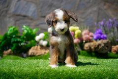 Bernedoodle-Male-Merle-Tri-Colour-One-Eye-Blue-Standart-Size-25-Months-0623-04_04