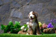 Bernedoodle-Male-Merle-Tri-Colour-One-Eye-Blue-Standart-Size-25-Months-0623-04_05