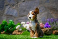 Bernedoodle-Male-Merle-Tri-Colour-One-Eye-Blue-Standart-Size-25-Months-0623-04_07