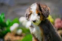 Bernedoodle-Male-Merle-Tri-Colour-One-Eye-Blue-Standart-Size-25-Months-0623-04_08